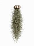 Jellyfish Spanish Moss Live Hanging Tillandsia Air Plant Ornament in Alfonso Sea Urchin Shell Home Decor, Unique Gift, Beach Housewarming Present, Wedding Party Favor or Table Place Card Holder - size: Large Alfonso Urchin