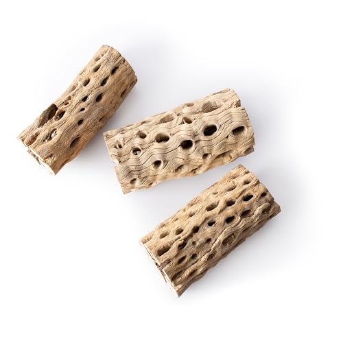 SuperMoss Cholla Wood 6" Terrarium Aquariam Decoration or Plant Succulant Airplants 3pk