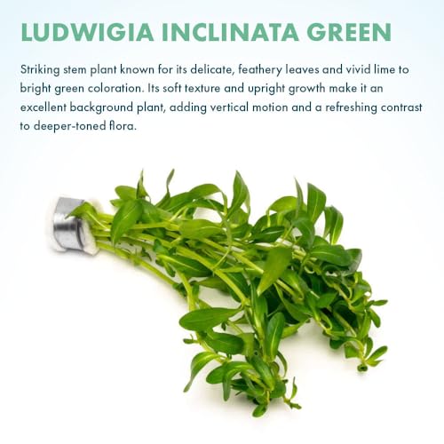 SubstrateSource Live Plant - Ludwigia Inclinata 'Green' - Moderate Care, High Light, Bright Green Accent, Freshwater Aquatic Plant for Aquascaping - Lead Bunch - color: Ludwigia Inclinata Green, size: Lead Bunch - 1 Pack