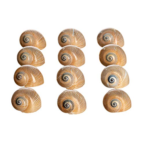Hermit Crab Shells | Turbo Shells | 12 Natica Lineata Shells 3/4"- 1.5" | Hermit Crab House for Décor | Plus Free Nautical eBook by Joseph Rains