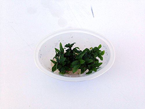 Staurogyne Repens Tissue Cultured - Foreground Aquarium Plant