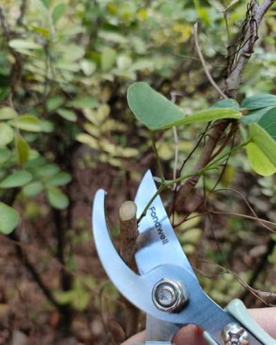 Fondwell 6" Gardening Shears Hand Pruners: Lightweight Garden Trimmers with Bypass Blades - Reliable Bonsai Cutters for Small Plants - style: 6" Curved