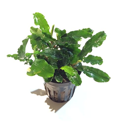 Bucephalandra SP. Wavy Green - Rare Live Aquatic Plant