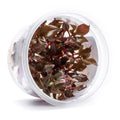 SubstrateSource Live Plant - Alternanthera Reineckii Bronze Tissue Culture Aquatic Live Aquarium Plant - 100% Snail Free in Vitro Cup (AR Bronze) - color: Alternanthera Reineckii Bronze