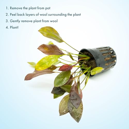 SubstrateSource Live Plants - Echinodorus 'Aflame' (Echinodorus aflame) - Medium to High Light, Deep Red-Burgundy Accent for Midground to Background Freshwater Aquarium Aquascaping - Pot - color: Ech. Aflame, size: 1 Pot