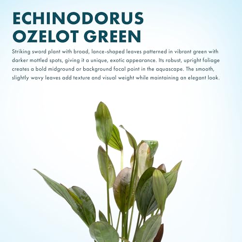SubstrateSource Echinodorus Ozelot Green Sword Live Plant for Freshwater Aquariums, Natural Fish Tank Decorations, and Aquatic Decor (1 Pot (2-3 Plants)) - color: Ech. Ozelot Green, size: 1 Pot