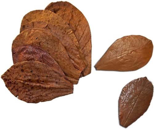 SunGrow 10 Indian Almond (Catappa) Leaves 8″ for Betta Fish – Natural Aquarium Water Conditioner, Adds Tannins, Lowers pH, Fin Growth and Enhances Color, Stress Relief, Water Softening Treatment