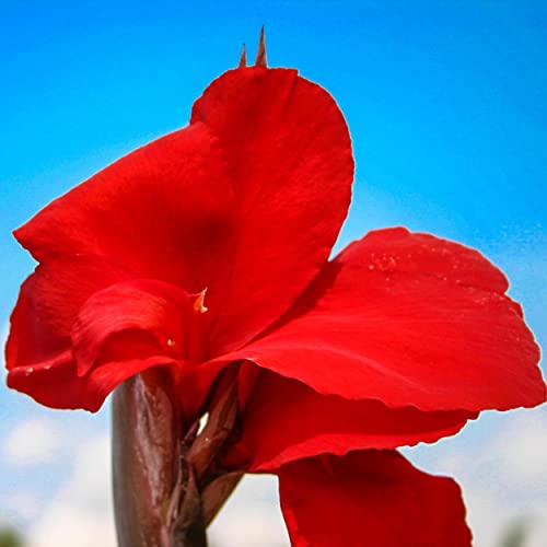 Canna 'Black Knight', a Great Live Pond Plant for Your Water Garden. Filters koi and Goldfish Ponds. Good for Bogs, Plant Shelf or Shallow Water This marginal Aquatic is a Real Beauty - color: Canna 'Black Knight'