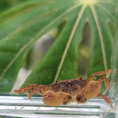 Quinn's Fins Pom Pom Crab - Ptychognathus Barbatus, Small Aquarium Crab