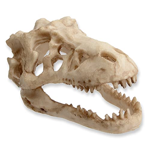Saim Dinosaur Skull Model Resin Aquarium Decorative Reptile Decor Home Office Display