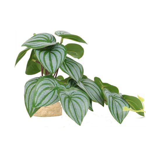 Reptile Plants for Terrarium Decor,Amphibian Habitat Decor,Artificial Plants for Gecko Chameleon Snake Tortoise Tank Accessories with Base (Green Watermelon peperomia) - color: Green Watermelon Peperomia