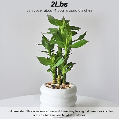 Succulent Rocks,Virekm River Rocks, Decorative Ornamental Pebbles Garden Landscaping Stones Gravel Filler for Home Decoration Flower Bed Fish Tank Plants Vases Succulents - color: mixed color, size: 2 Pounds