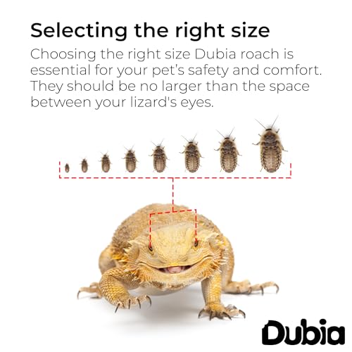 100 Small 1/2 Inch Dubia Roaches Live, Ideal for Amphibians & Invertebrates, Nutritious & Easy to Keep Live Cockroaches, Perfect for Reptiles, Birds, Rodents, Fish, and More