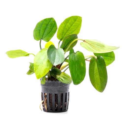 SubstrateSource Live Plants - Echinodorus ‘Horizontalis Variegated’ - Moderate to High Light, Green Variegated Accent, Midground to Background, Freshwater Aquatic Plant - Pot - color: Ech. Horizontalis Variegated, size: 1 Pot