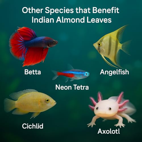 Premium Catappa Leaves for Shrimp Tanks – 10 Indian Almond Leaves (6-7") for Neocaridina, Cherry, Amano & Ghost Shrimp, Snails, Crayfish, Biofilm Grazing & Blackwater Aquariums