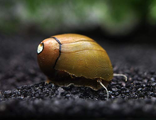 Aquatic Arts 10 Tiger Eye/Olive Nerite Snails | Mini Aquarium Snail | Betta Safe Glass Clearer | Nano Tank Accessories - size: 10-SNAILS