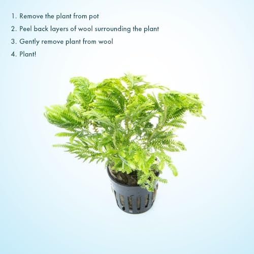 SubstrateSource Live Terrarium Plants - Spikey Moss for Terrariums, Paludariums - Easy, Beginner Friendly (Selaginella Wallichi) - color: Selaginella Wallichi, size: Pot