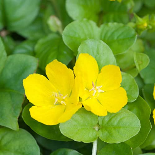 Chalily Creeping Jenny 'Green', a Great Live Pond Plant for Your Water Garden. Filters The koi and Goldfish Pond. Good for Bogs, Plant Shelf or Shallow Water This marginal Aquatic is a Real Beauty - color: Creeping Jenny 'green'