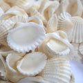 Small Seashell for Craft, Natural White Clam Sea Shells, DIY Assortment, Tiny Shell, Ocean-Themed Decorations, Fish Tank Plant Gravel, Party Wedding Home Decor Vase Filler, 200pcs
