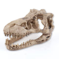 Dinosaur Skull Aquarium Decoration,Fish Tank Décor,6.3"x4"x4" | Hideaway for Fish, Natural Look, Fun Underwater Environment - size: 6.3"