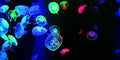Jellyfish Aquarium Background Poster PVC Fish Tank Decorations Landscape (36" x 16"/ 91 x 41cm) - size: 36" x 16"/ 91 x 41cm