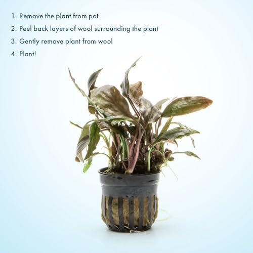 SubstrateSource Live Plants - Cryptocoryne Blassii (Cryptocoryne blassii) - Low to Medium Light, Bronze-Green Accent for Midground to Background Freshwater Aquarium Aquascaping - Pot - color: Blassii, size: Pot