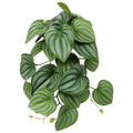 Reptile Plants for Terrarium, Amphibian Habitat Decor Artificial Hanging Plants with Suction Cup - Fake Calathea Orbifolia