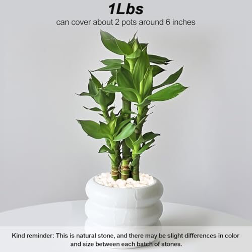 Landscaping Pebbles,River Rocks,Decorative Ornamental Pebbles,Garden Landscaping Stones,Gravel Filler for Home Decoration Flower Bed Fish Tank Plants Vases Succulents (1, White, 1 Pound) - color: White, size: 1 Pound