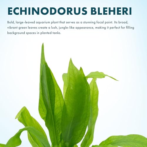 SubstrateSource Live Plant - Amazon Sword (Echinodorus Bleheri) - Beginner Friendly, Easy Care, Medium Light, Midground to Background Placement - Freshwater Aquarium Decoration - 1 Bunch (4-5 Plants) - color: Ech. Bleheri, size: 2 Pots