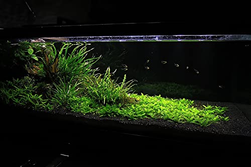 Ultum Nature Systems Controsoil - Freshwater Aqua Soil Substrate for Fish, Shrimp, Live Plant Propagation and Aquascaping - 6.8pH Low Ammonia, Volcanic Ash - Black, Fine (1 Liter) - color: Black - Fine, size: 1 Liter (0.9 kg)