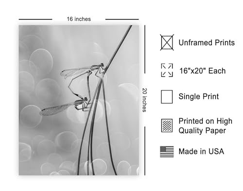 Monem Art Two Damselflies Mating Print - The Love Poster - Animal Art - Monochrome Office, Living Room or Office Decor - 16x20 Unframed Wall Art by Andi Halil - color: Style-01, size: 16"L x 20"W