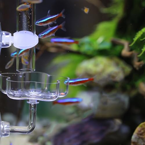 Shrimp Feeding Dish, Acrylic Aquarium Feeding Bowl with Suction Cup for Fish Tanks - color: Cherry blossoms