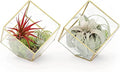 Air Plant Shop Heptahedron Geometric Glass Terrariums - Set of 2 Air Plants Holder-Tillandsia Red Abdita, Ionantha and Small Xerographica-Home and Garden Decor-Easy Care Indoor and Outdoor Plants