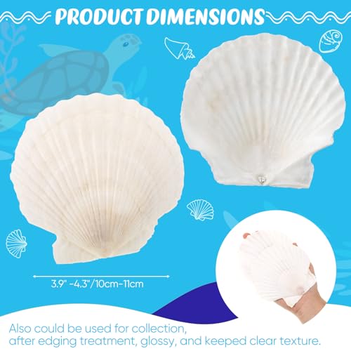 GlikCeil 50 Pcs Sea Shell for Crafting Natural Large Scallop White Oyster Shells Bulk for Decorating DIY Home Decor Beach Wedding Ocean Themed Party(3.9''-4.3'') - size: 3.9''-4.3''