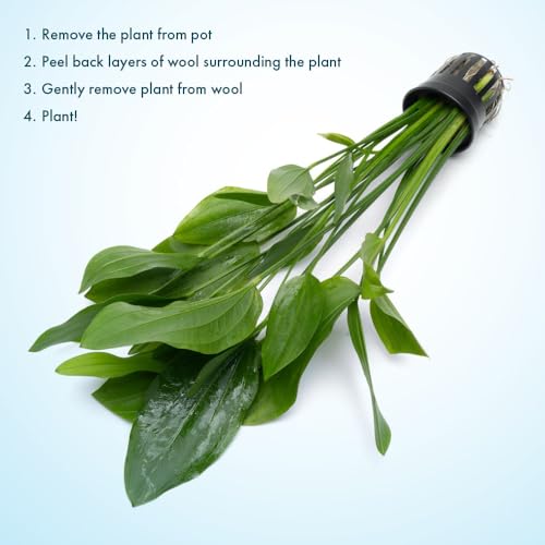 SubstrateSource Echinodorus Grandifolius Sword Live Plant for Freshwater Aquariums, Natural Fish Tank Decorations, and Aquatic Decor (1 Pot (2-3 Plants)) - color: Ech. Grandifolius, size: 1 Pot