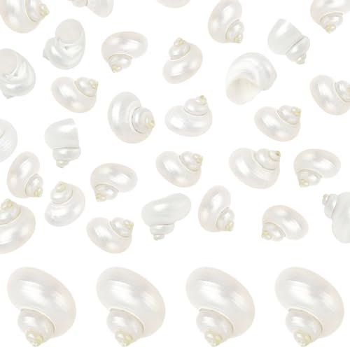 SUNNYCLUE 1 Box 20Pcs Spiral Sea Shells Natural White Shells No Hole Spiral Turbo Hermit Crab Seashells for Crafts Vase Fillers Fish Tank Beach Theme Party Wedding Aquarium Decor Jewelry Making