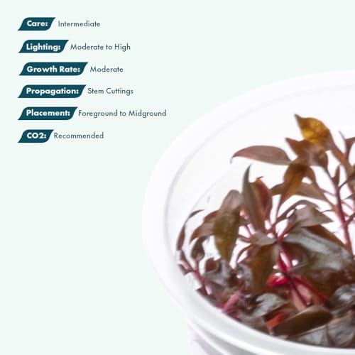 SubstrateSource Live Plant - Alternanthera Reineckii 'Mini' Red Stem Tissue Culture Aquatic Live Aquarium Plant - 100% Snail Free in Vitro Cup (AR Mini) - color: Alternanthera Reineckii 'Mini' Red Stem