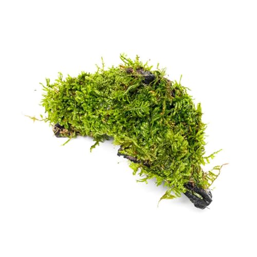 Live Planted Decor - Christmas Moss (Vesicularia montagnei) on Driftwood - Low Light, Green Accent Freshwater Aquatic Plant, Foreground Aquarium Placement for Aquascaping - 1 Pack - color: Christmas Moss on Driftwood, size: Driftwood - M