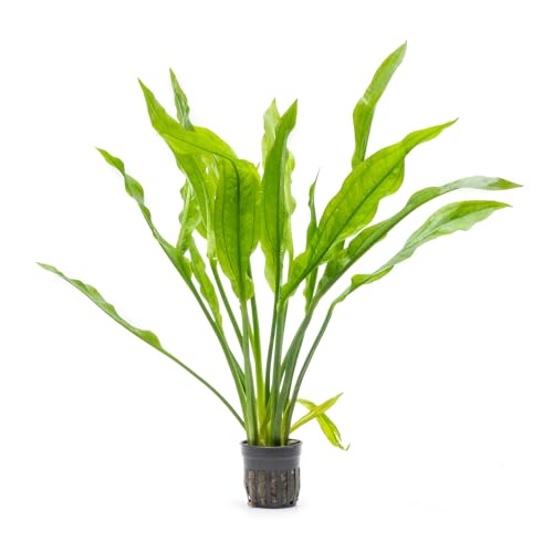 SubstrateSource Amazon Sword Echinodorus Bleheri Live Plant for Freshwater Aquariums, Natural Fish Tank Decorations, and Aquatic Decor (1 Pot (2-3 Plants)) - color: Ech. Bleheri, size: 1 Pot