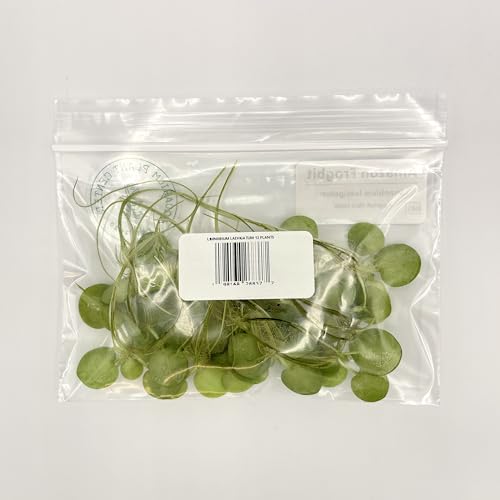 Amazon Frogbit, Limnobium laevigatum, Live Aquarium/Aquatic/Freshwater/Floating/Pond Plant/Planted Tank/Aquascaping/Paludarium by Aquarium Plant Center (12 Plants (36+ Leaves)) - style: 12 Plants (36+ Leaves)