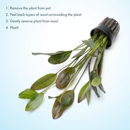 SubstrateSource Echinodorus Ozelot Green Sword Live Plant for Freshwater Aquariums, Natural Fish Tank Decorations, and Aquatic Decor (1 Pot (2-3 Plants)) - color: Ech. Ozelot Green, size: 1 Pot
