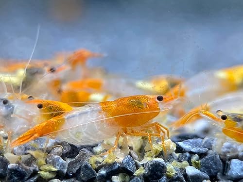 Las Vegas Exotic Fish™ Neocaridina Shrimp Live Freshwater Shrimp Aquarium Inverts (Live Guarantee or Replacemnt is Free) (Mix, 20) Free Plant