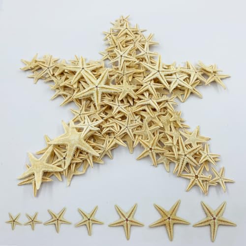100 Pcs Small Starfish Star Sea Shell Beach for Craft 0.4"-1"