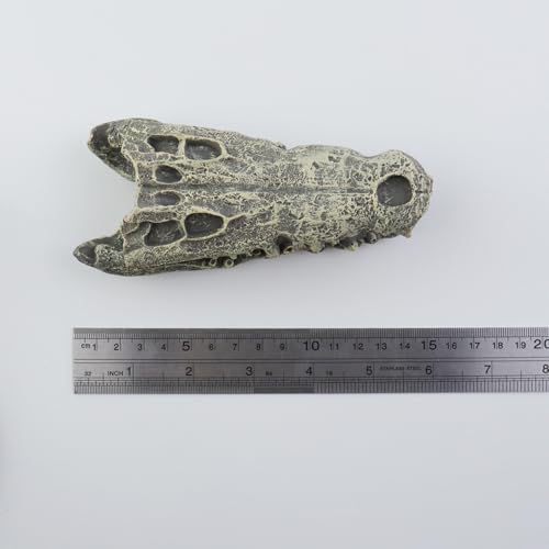 1 Pcs Resin Dinosaur Skull Aquarium Ornament, T-rex Skull Dinosaur Head, Tyrannosaurus Rex Head Skull Sculpture Fossil Figurine for Fish/Shrimp Hiding, 5.7"x2.5"x2.2"/145x63x56mm - size: 5.7"x2.5"x2.2"/145x63x56mm(LxWxH)