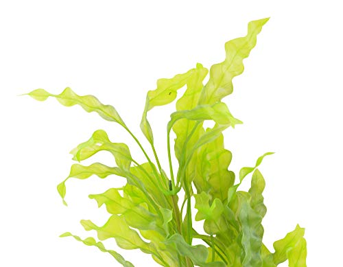 CNZ Aquarium Decor Fish Tank Decoration Ornament Artificial Plastic Plant 17.5-inch Java Fern, 2-Pack