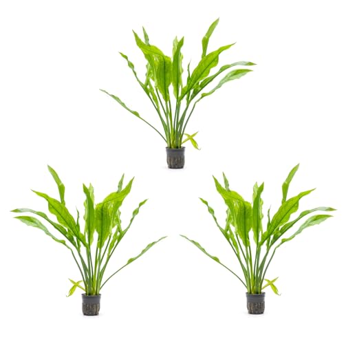 SubstrateSource Amazon Sword Echinodorus Bleheri Live Plant for Freshwater Aquariums, Natural Fish Tank Decorations, and Aquatic Decor (3 Pots (6-9 Plants)) - color: Ech. Bleheri, size: 3 Pots