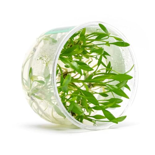 Ultum Nature Systems Live Plants - Crypt Lutea (Cryptocoryne Lutea) - Low to Medium Light, Green & Bronze Accent, Foreground to Midground Placement in Freshwater Aquarium - Tissue Culture - color: Cryptocoryne lutea