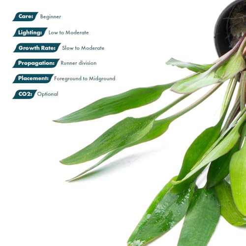 SubstrateSource Cryptocoryne Live Aquarium Plants - Freshwater Plant for Aquariums, Planted Fish Tanks - Beginner Friendly (Lutea, 3 Pots (15-20 Plants)) - color: Lutea, size: 3 Pots