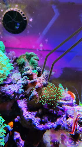 Aquarium Choice Coral Feeder Long Syringe, 2 Units, SPS HPS Marine Reef Coral Feeder Tool, 2 Tweezers for Coral Frag, Fish Excreta Cleaner - size: 2 units coral feeder and 2 units tweezers