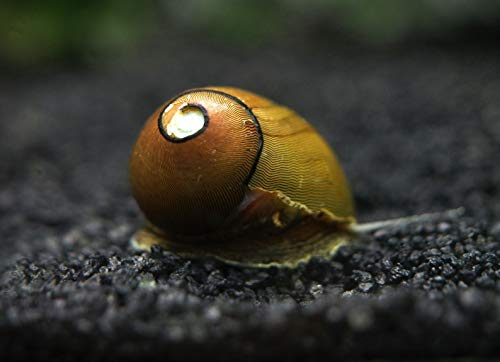 Aquatic Arts 10 Tiger Eye/Olive Nerite Snails | Mini Aquarium Snail | Betta Safe Glass Clearer | Nano Tank Accessories - size: 10-SNAILS
